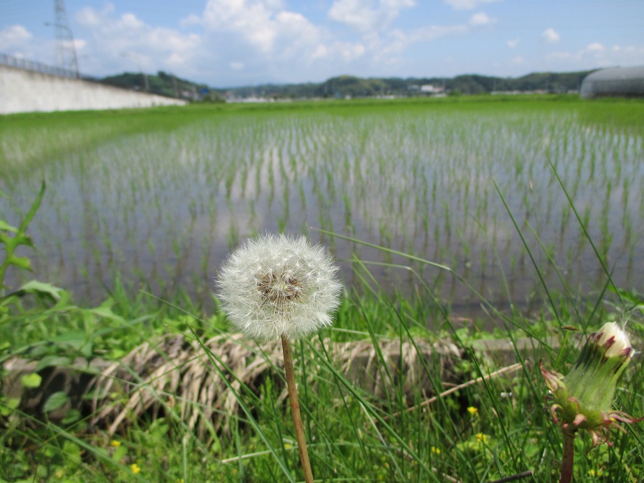 2014.7.1タンポポ