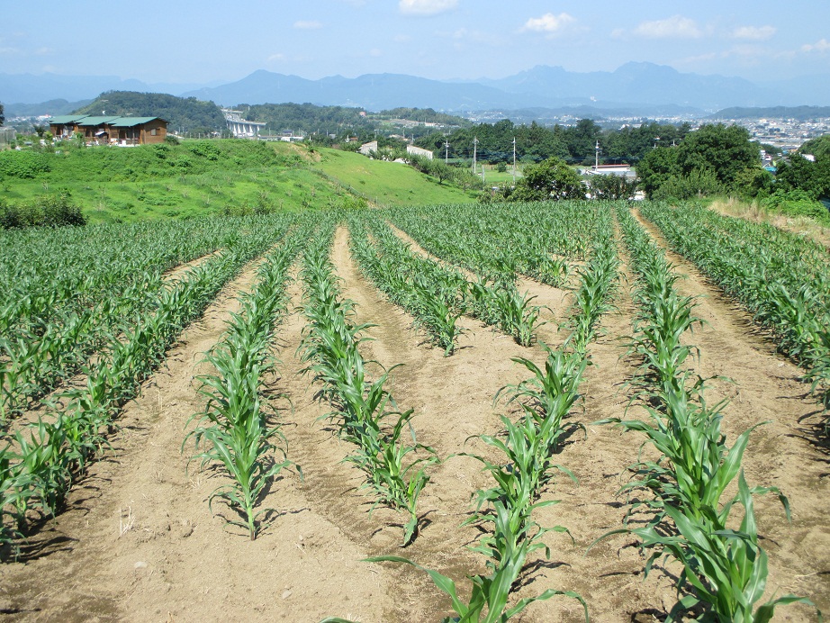 2014.7.25トウモロコシ