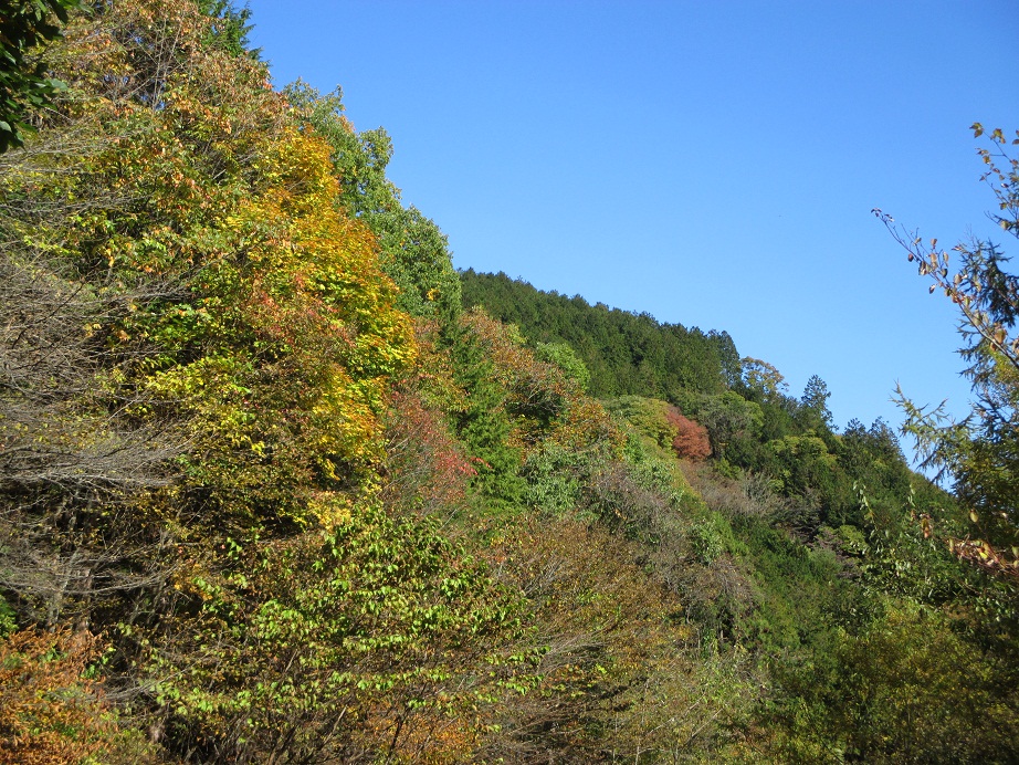 2015.10.28紅葉