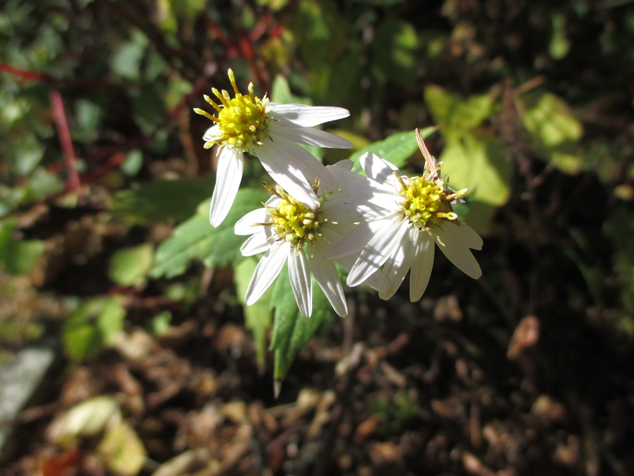 2015.10.28野菊