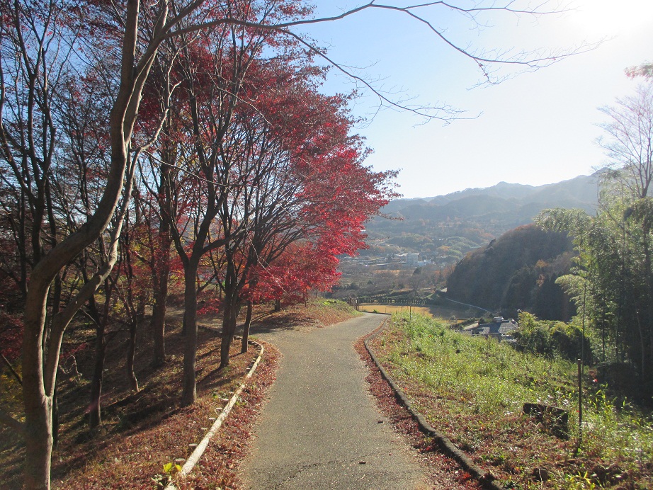 2015.12.7紅葉山1