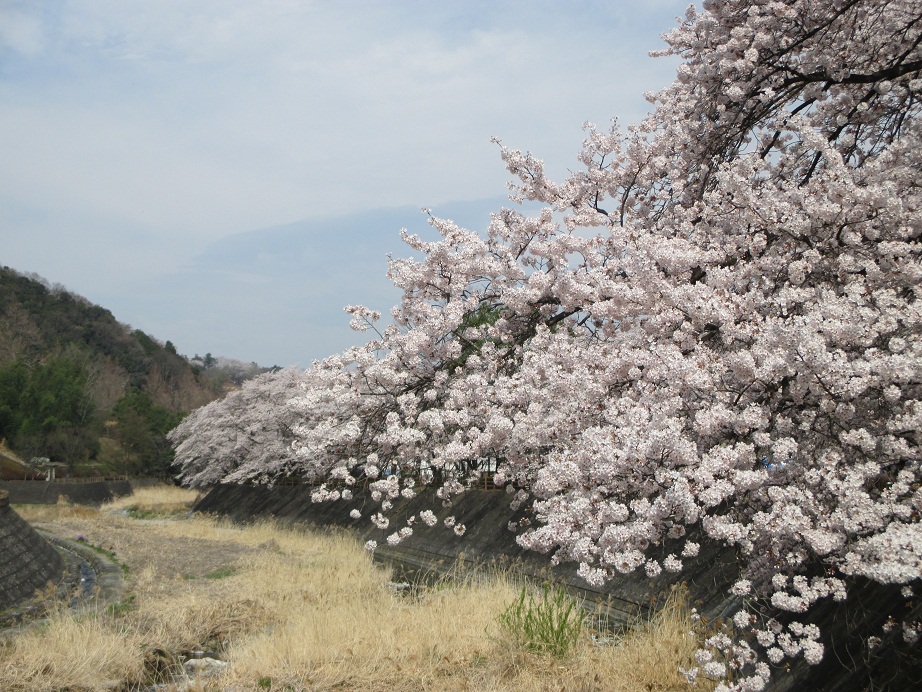 2015.4.3公園1