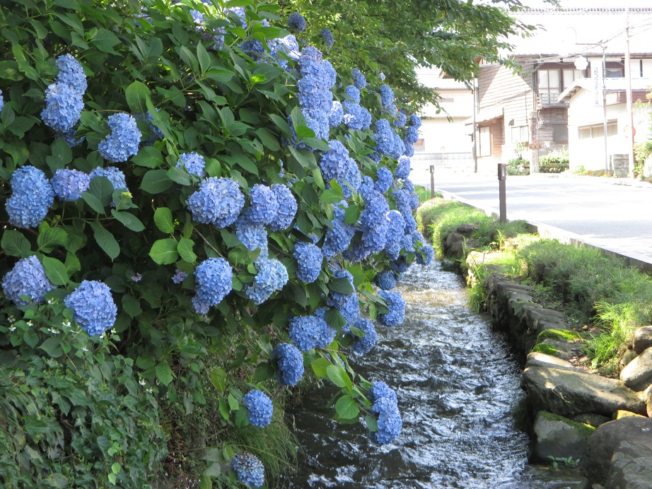 2015.6.24紫陽花1