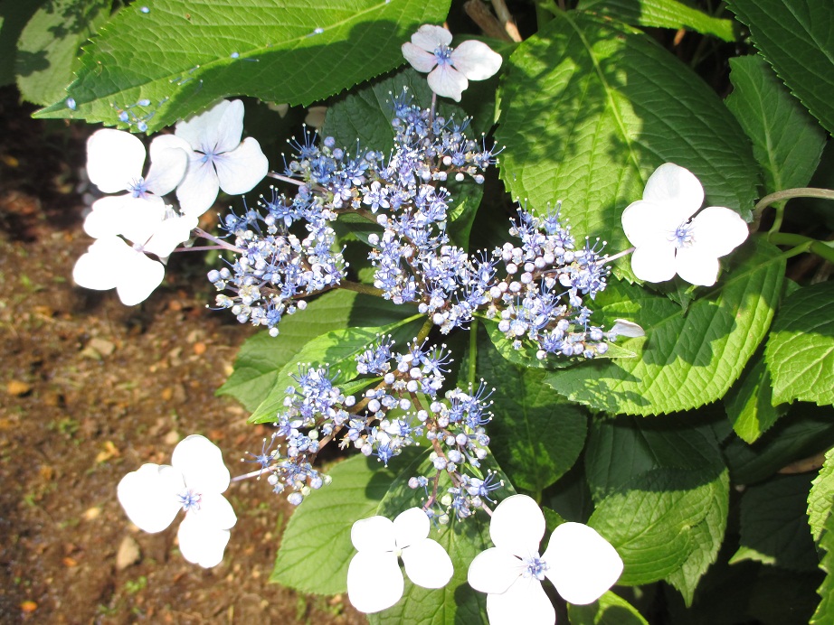 2015.6.24紫陽花3