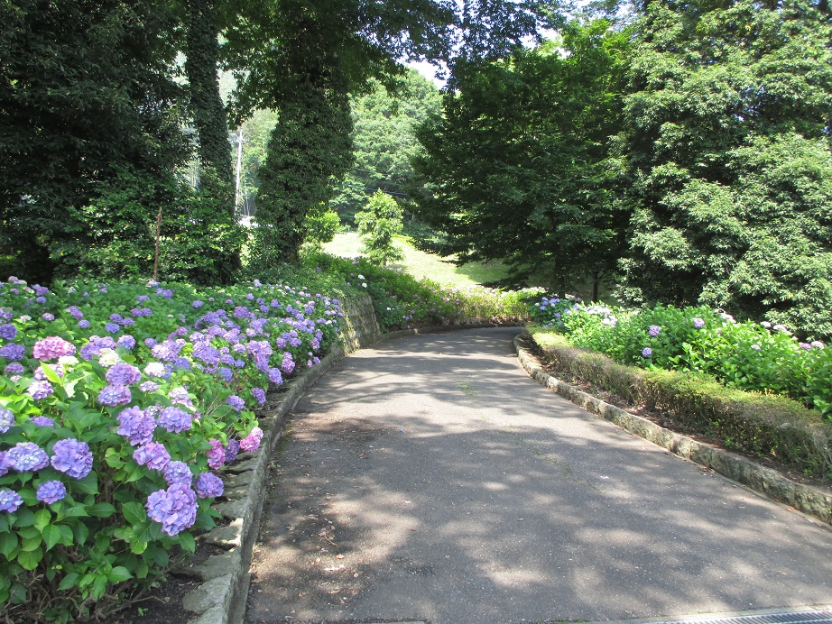 2015.6.24紫陽花4