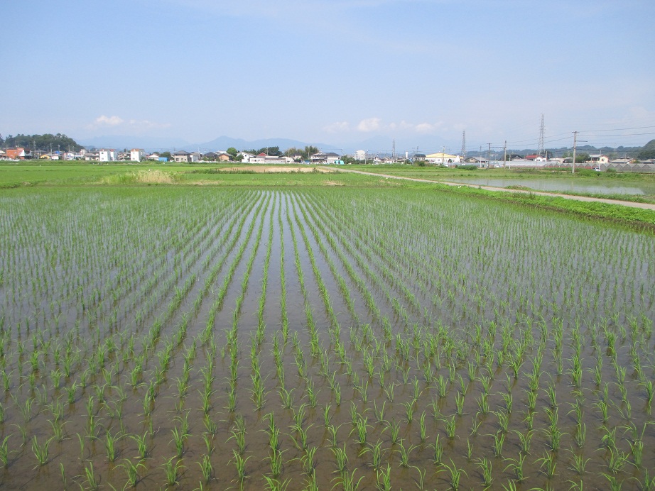 2015.6.24田園1