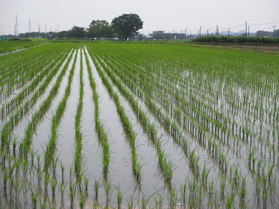 2015.6.24田園2