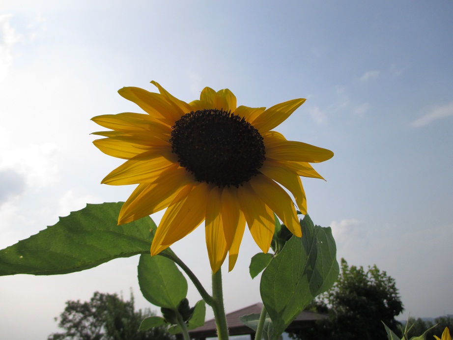 2015.7.30ひまわり