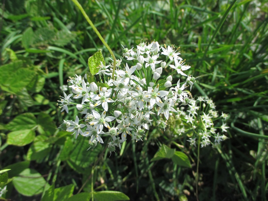 2015.9.14ニラの花