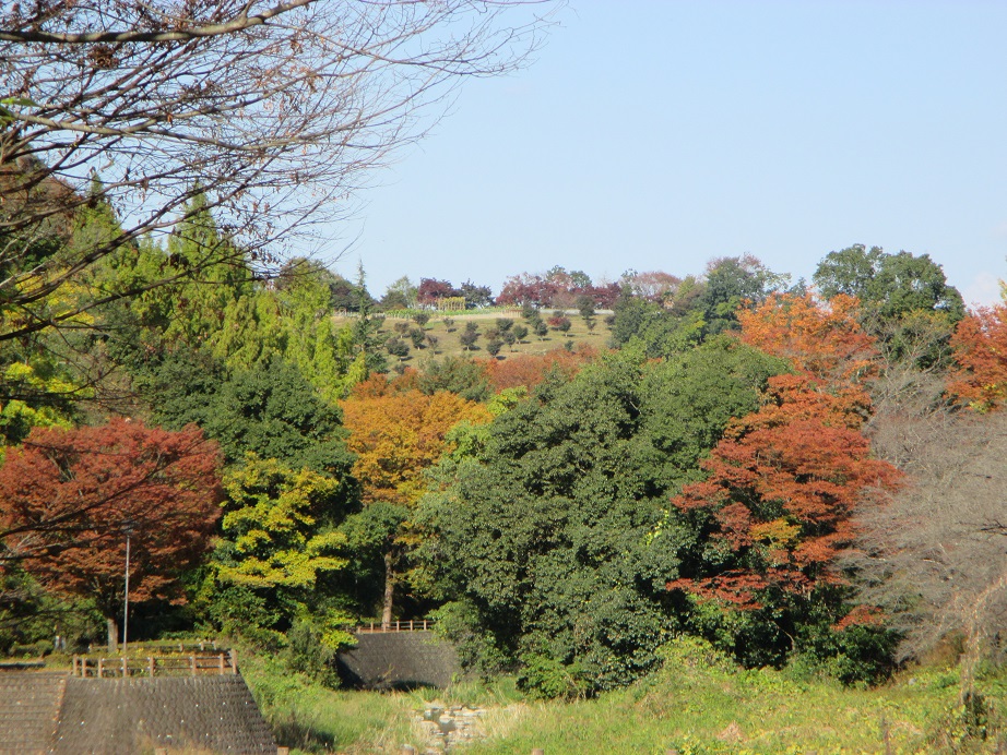 2016.11.4公園2