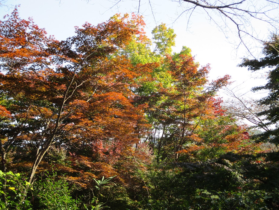 2016.11.4紅葉山1