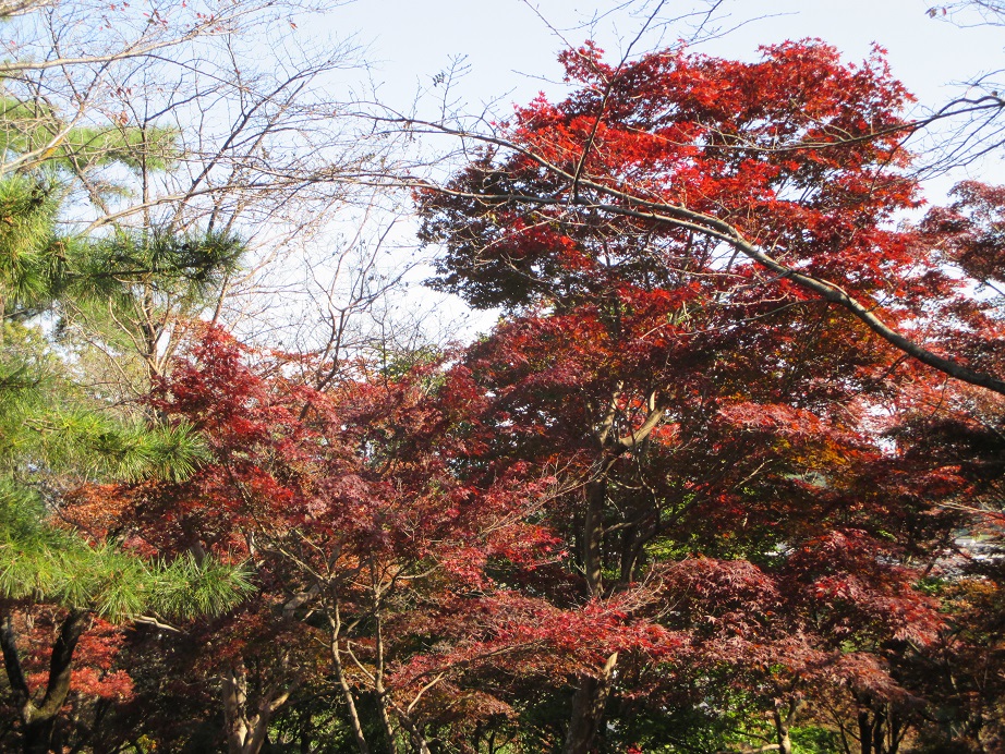 2016.11.4紅葉山2