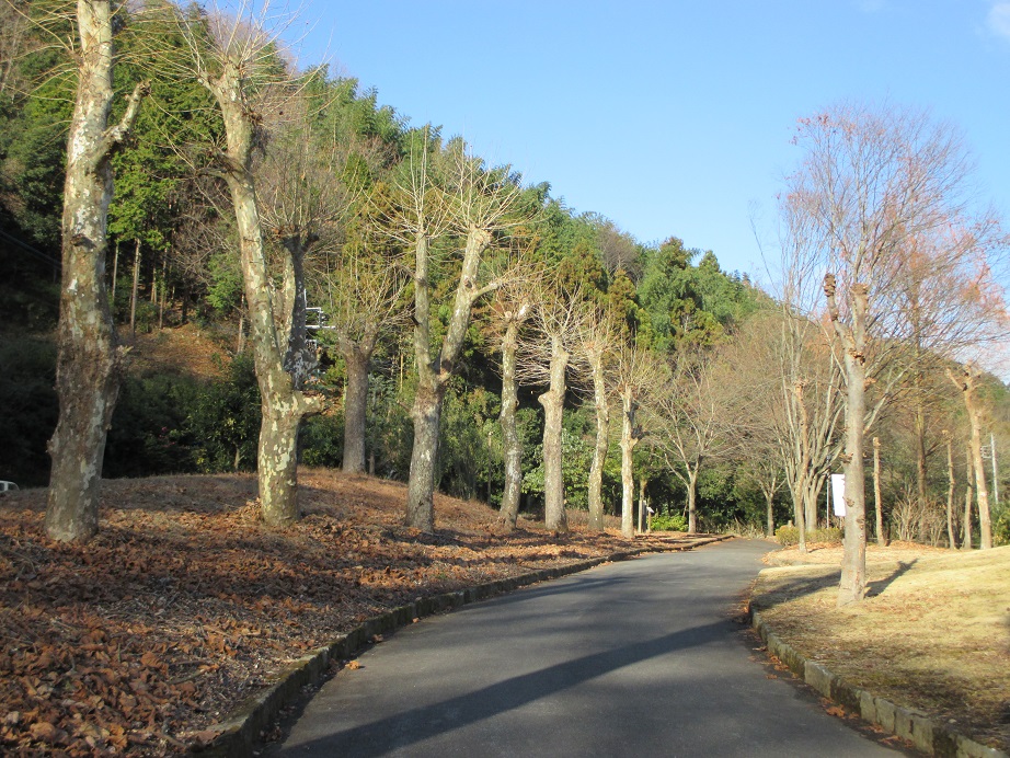 2016.12.28すずかけ