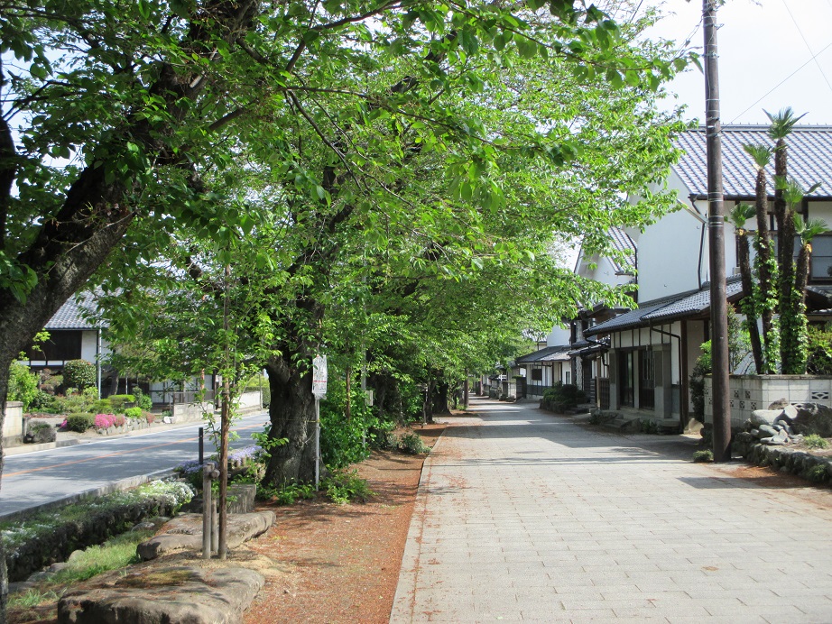 2016.4.25桜並木