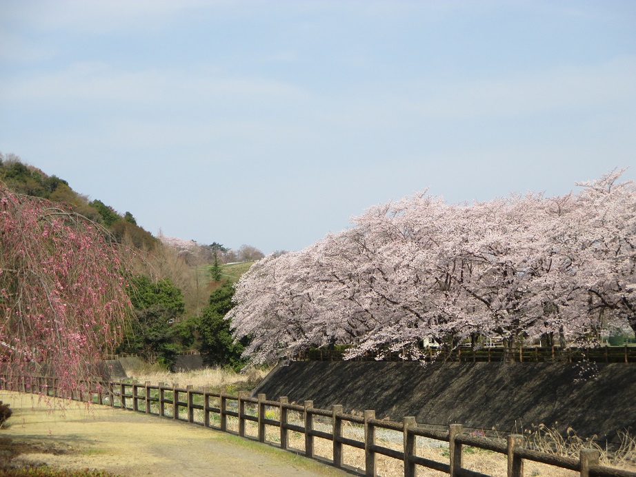 2016.4.6公園