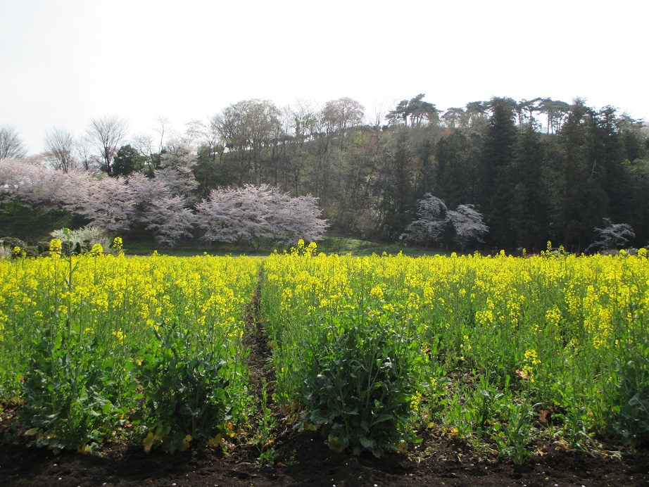 2016.4.6菜の花