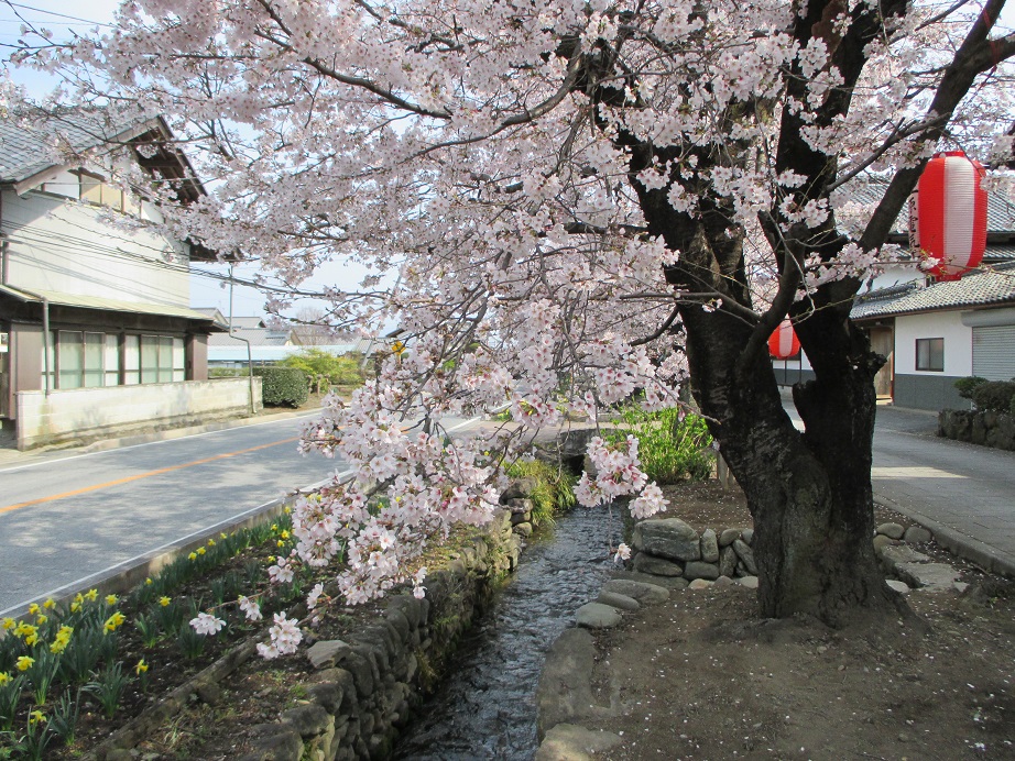 2016.4.6雄川堰