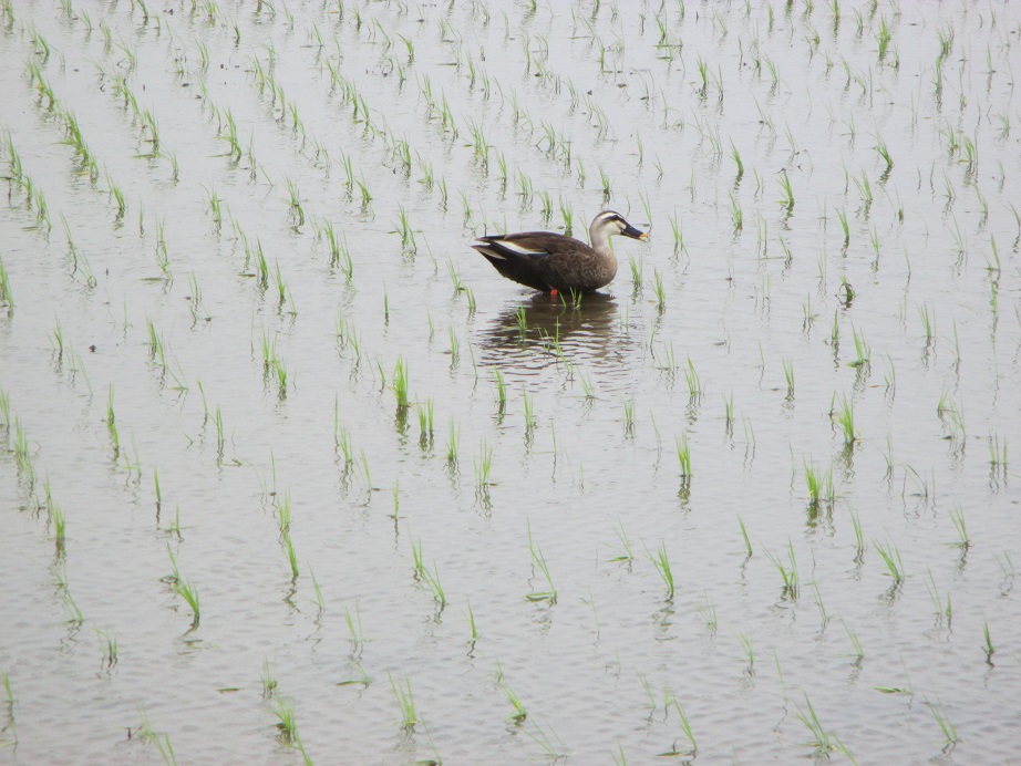 2016.6.6鴨