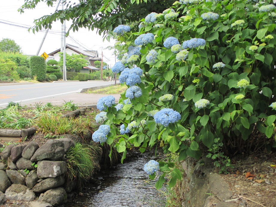 2016.6.6雄川堰と紫陽花