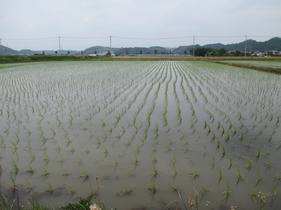 2016.6.6水田