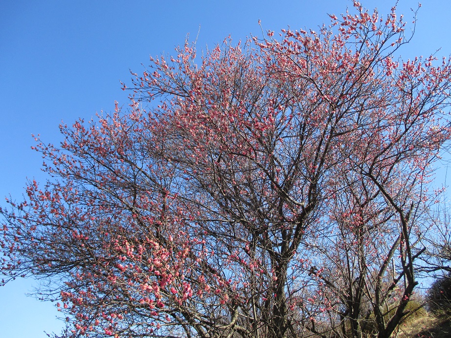 2017.2.15紅梅1