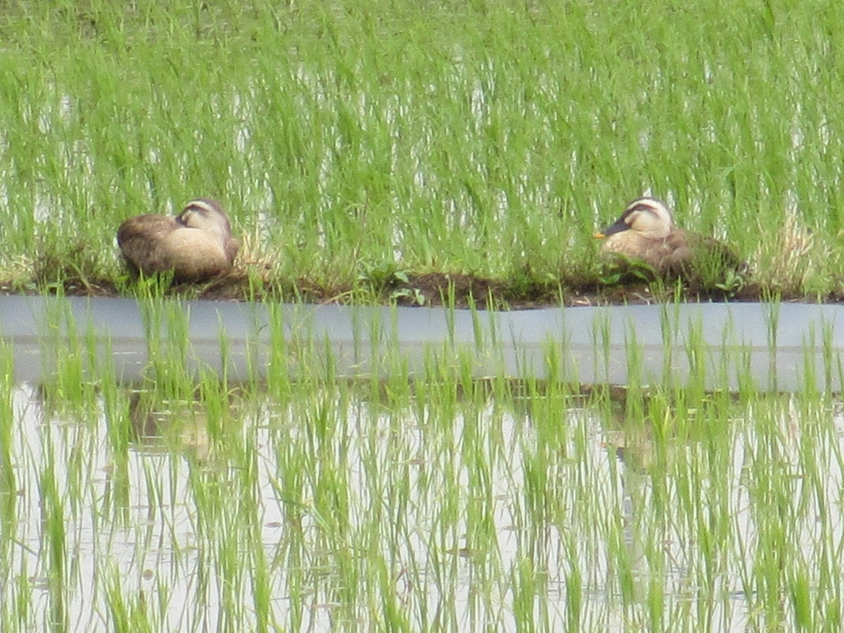 2012.6.21カルガモ