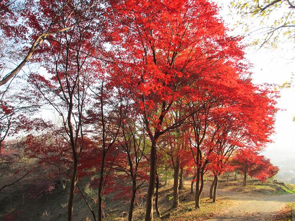 色付く紅葉山のモミジ