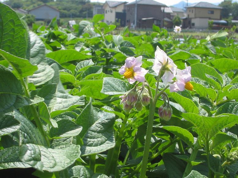 画像：じゃがいもの花