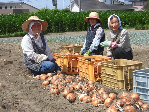 加藤農園の玉ねぎ