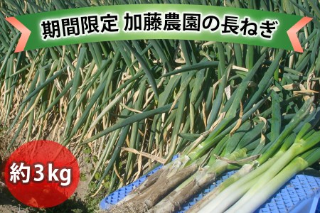 加藤農園の長ねぎ約3kg（ふるさと納税返礼品）