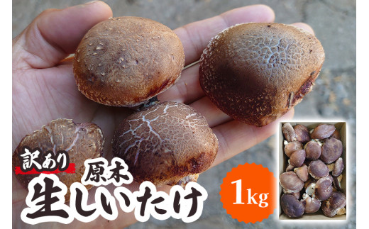 [訳あり] 原木 生しいたけ 1kg（ふるさと納税返礼品）