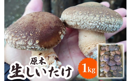 原木 生しいたけ 1kg（ふるさと納税返礼品）