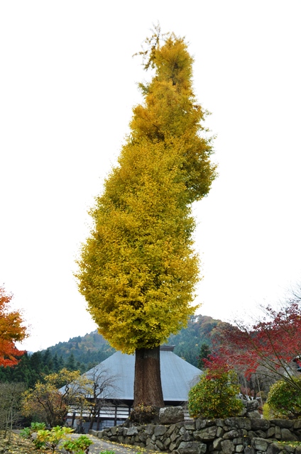 画像：宝積寺のイチョウ