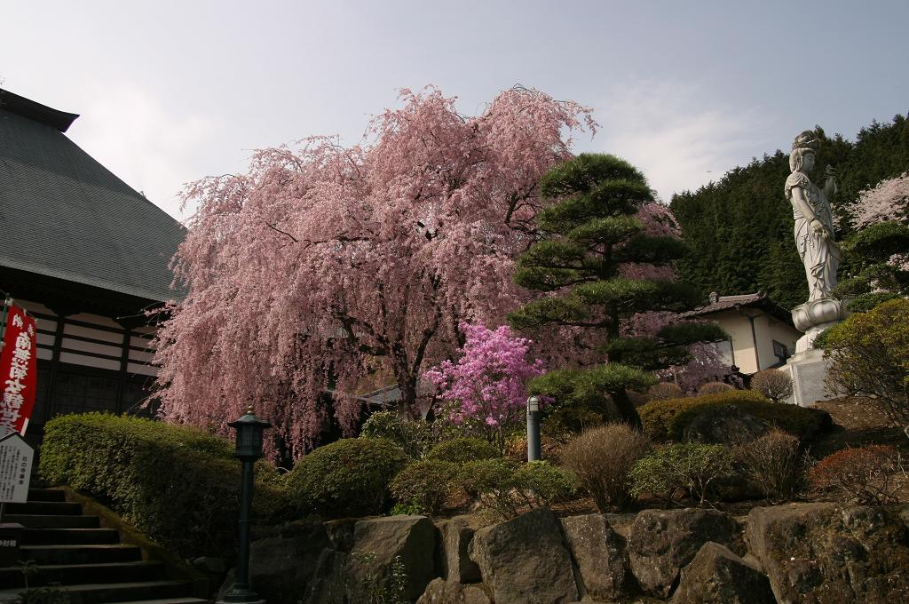 画像：宝積寺枝垂れザクラ