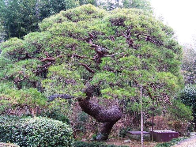 画像：鍛冶屋沢のマツ