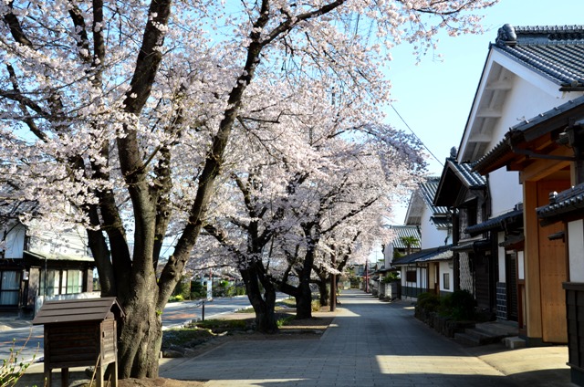 画像：雄川堰のサクラ