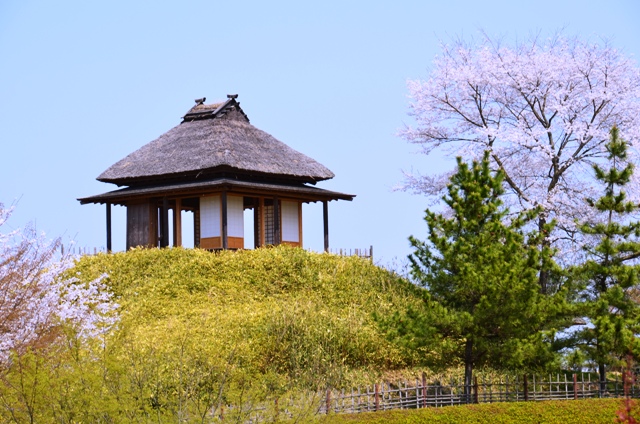 梅の茶屋と桜