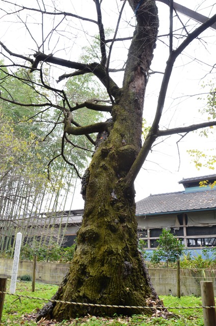 画像：諏訪神社のサクラ