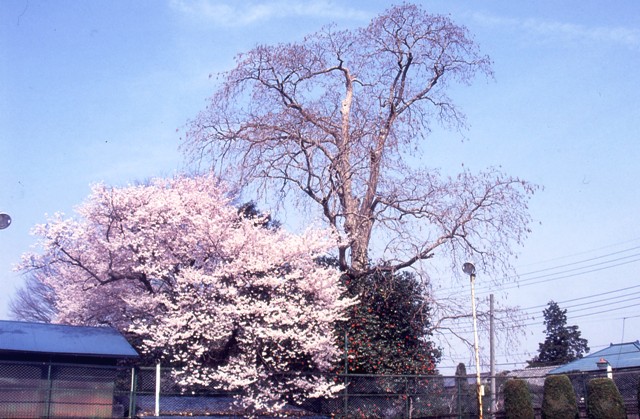 画像：高橋家のムクロジと御殿ザクラ