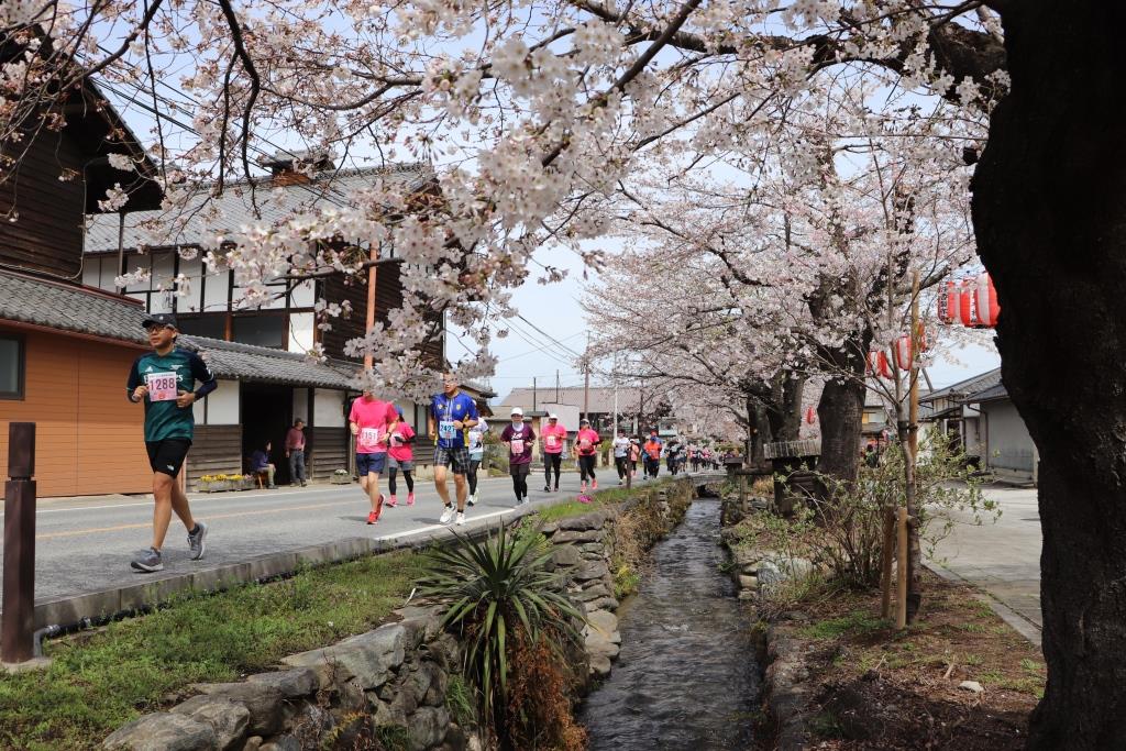 桜並木を走るランナー