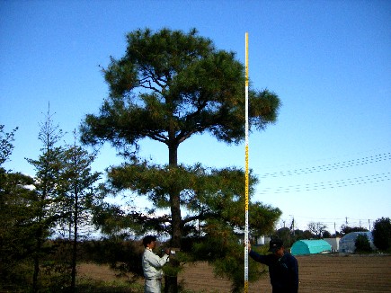 樹木の選定1