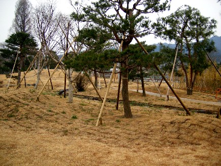 南東庭園・植栽工事3