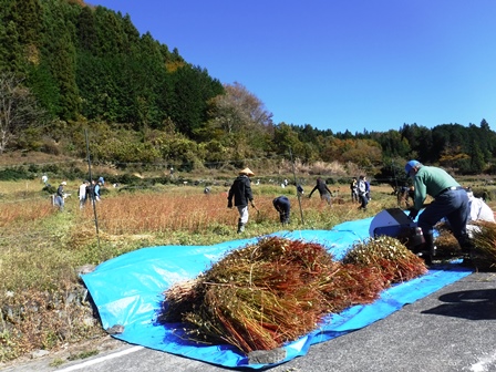 画像：収穫した蕎麦が集まりましT