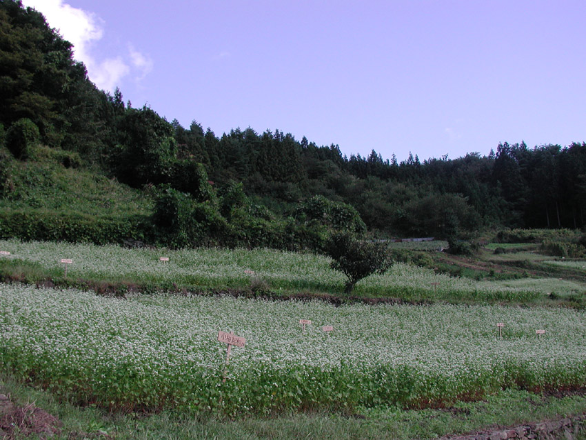 そばの花