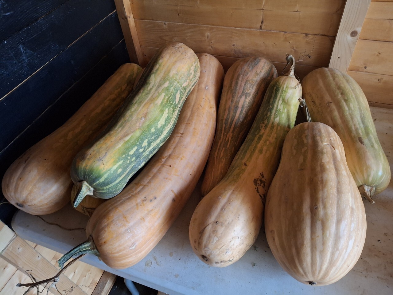 秋の味覚・イタリアのカボチャ.jpg