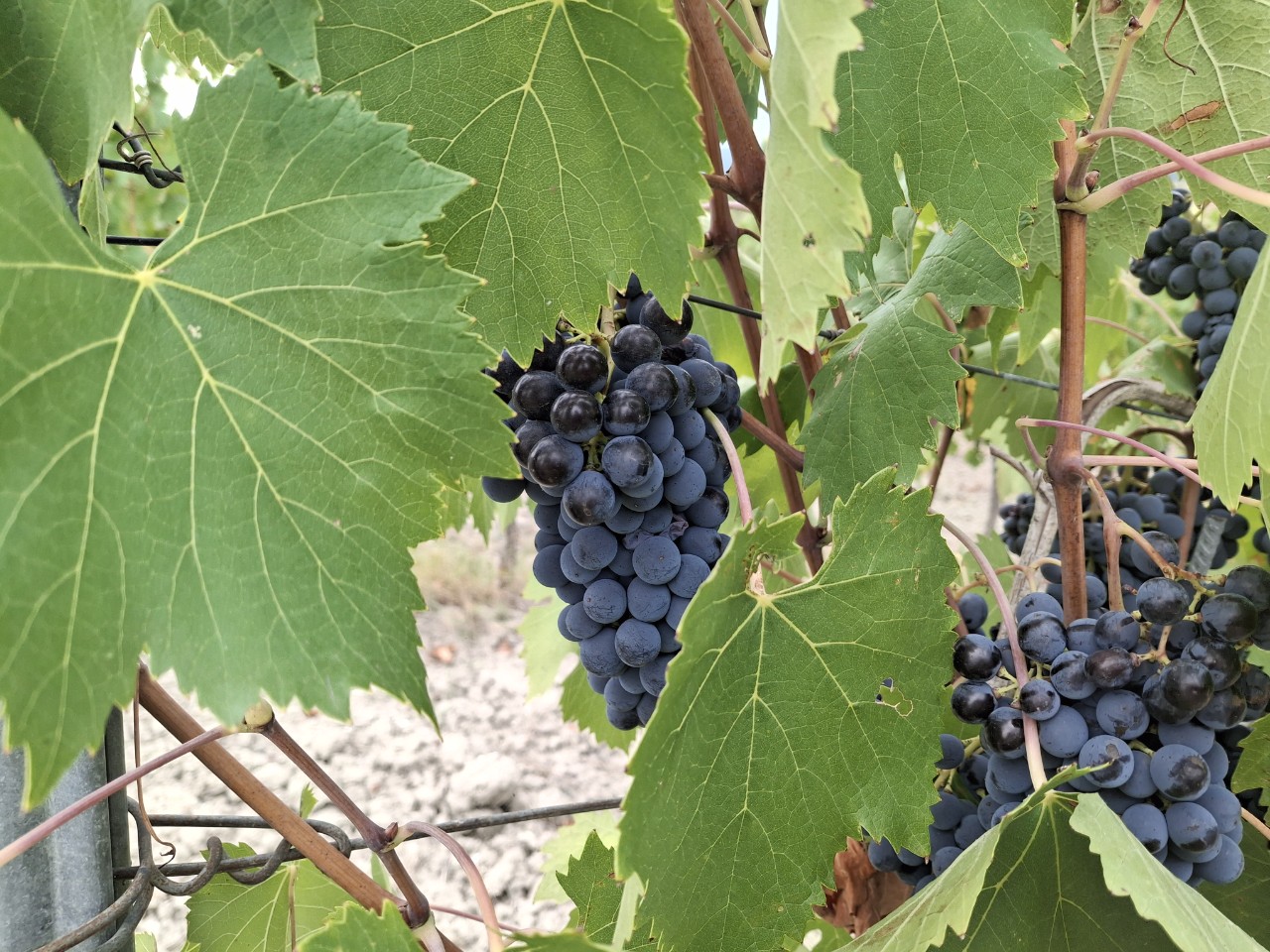赤ワインの原料となるブドウ.jpg