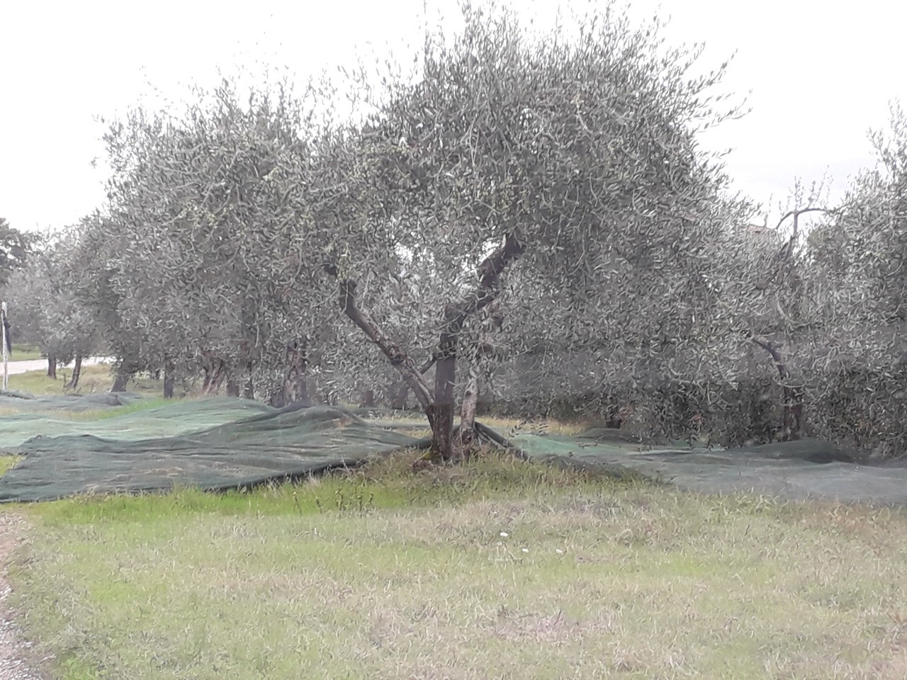 オリーブ収穫期