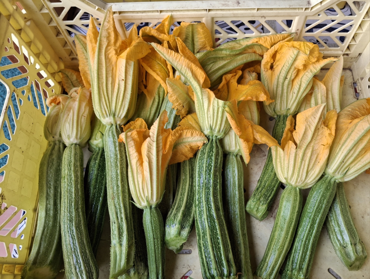 採れたての花付きズッキーニ(近所の野菜直売所にて).jpg