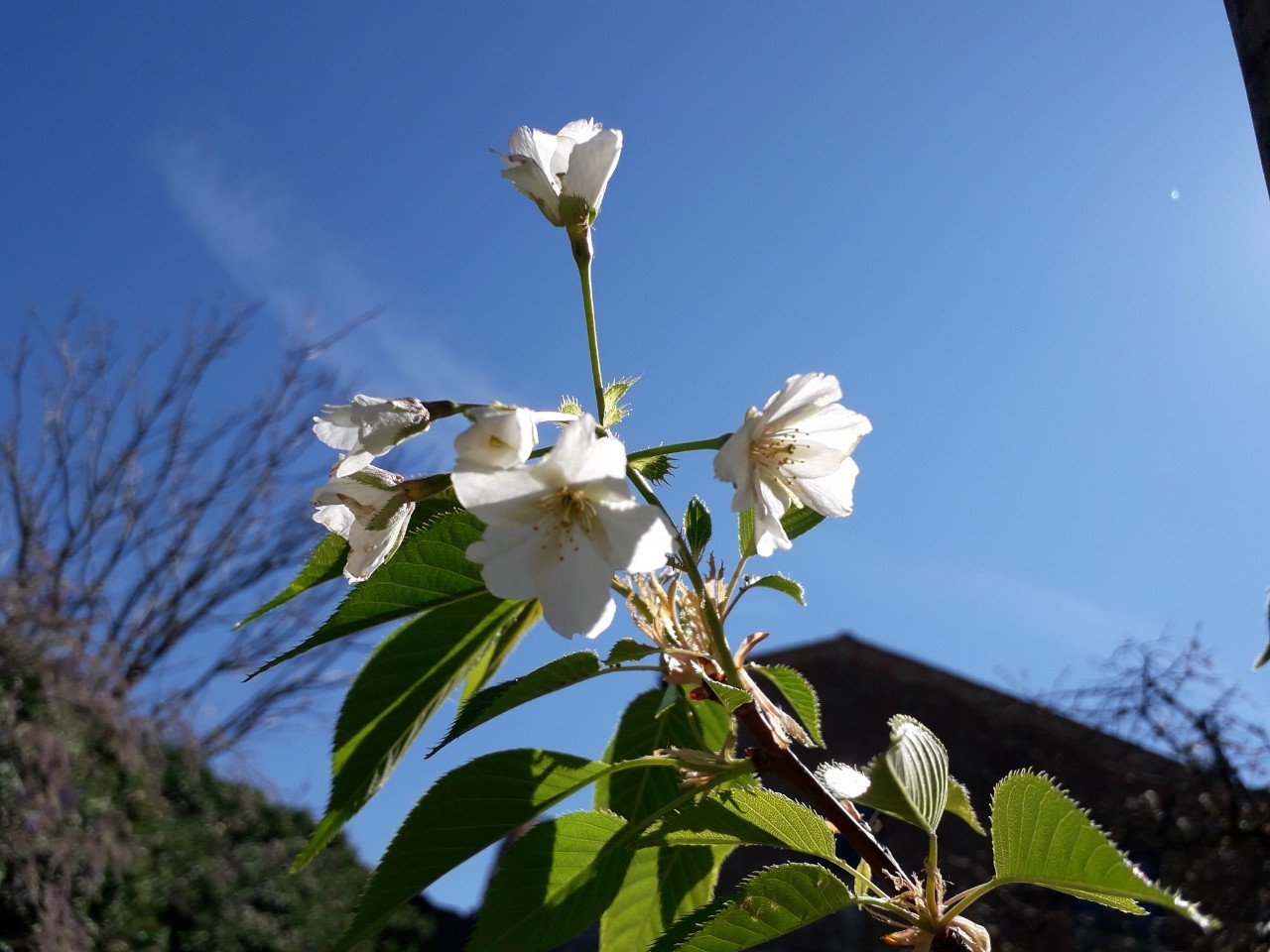 開花したオオシマザクラ1