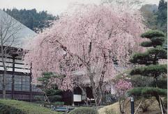 宝積寺の枝垂れザクラ